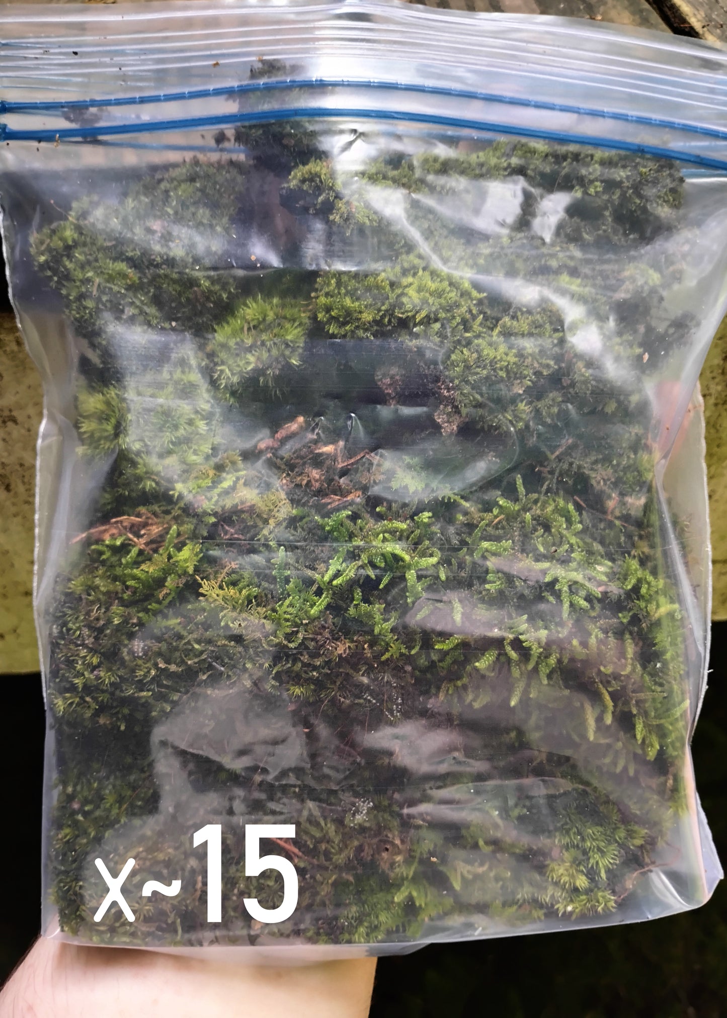 Massive Fresh Live Moss Haul, 7 Square Feet for Terrarium Pros