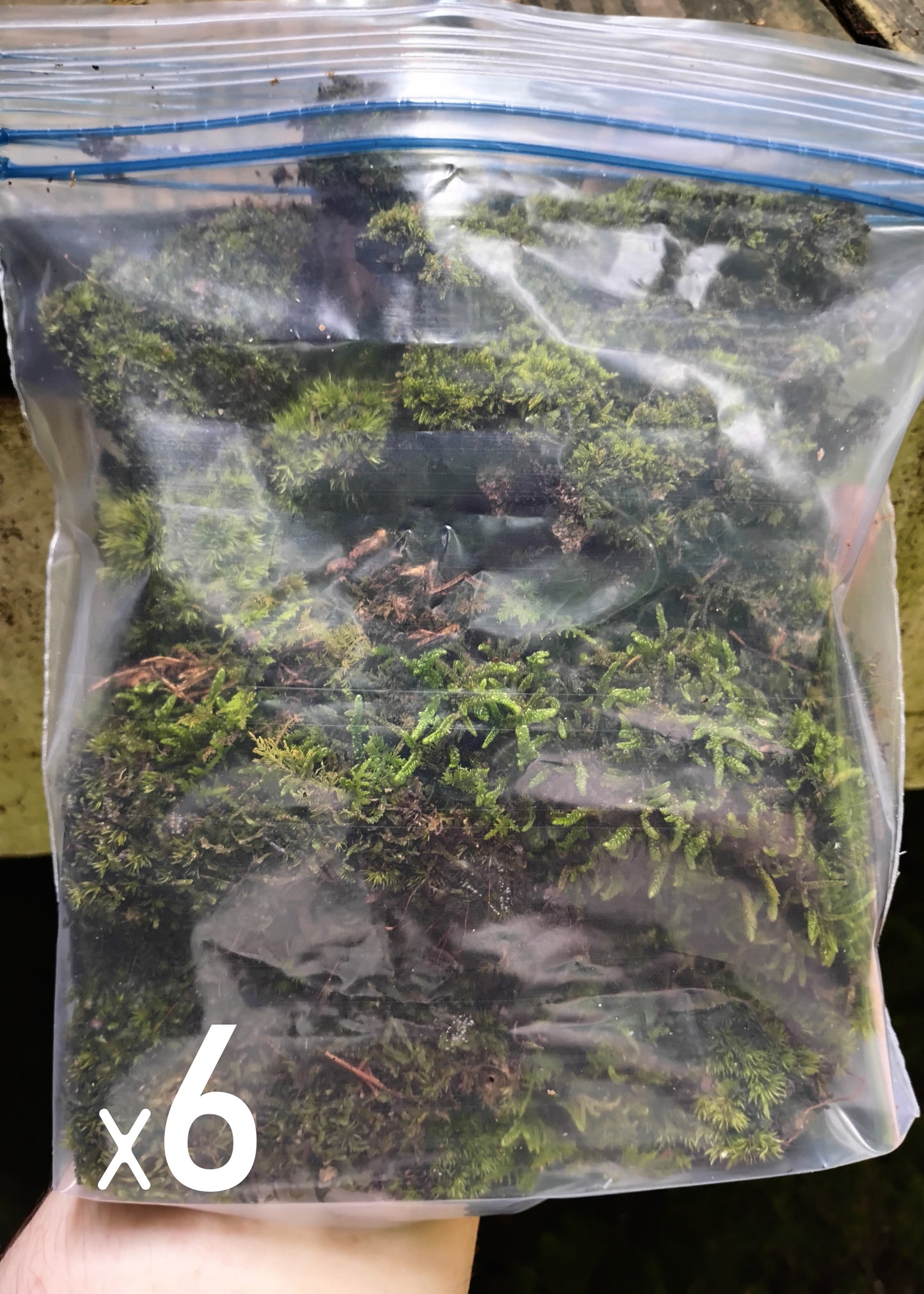 Bulk Hand-Harvested Fresh Moss, 3 Square Feet