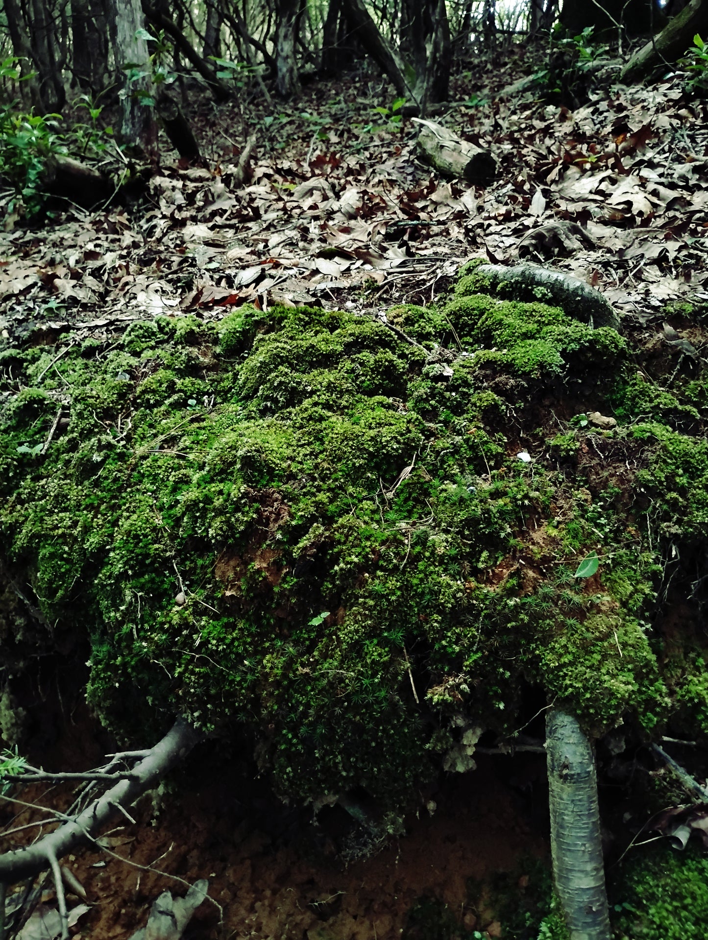 Hand-Harvested Fresh Live Moss for Terrariums and More