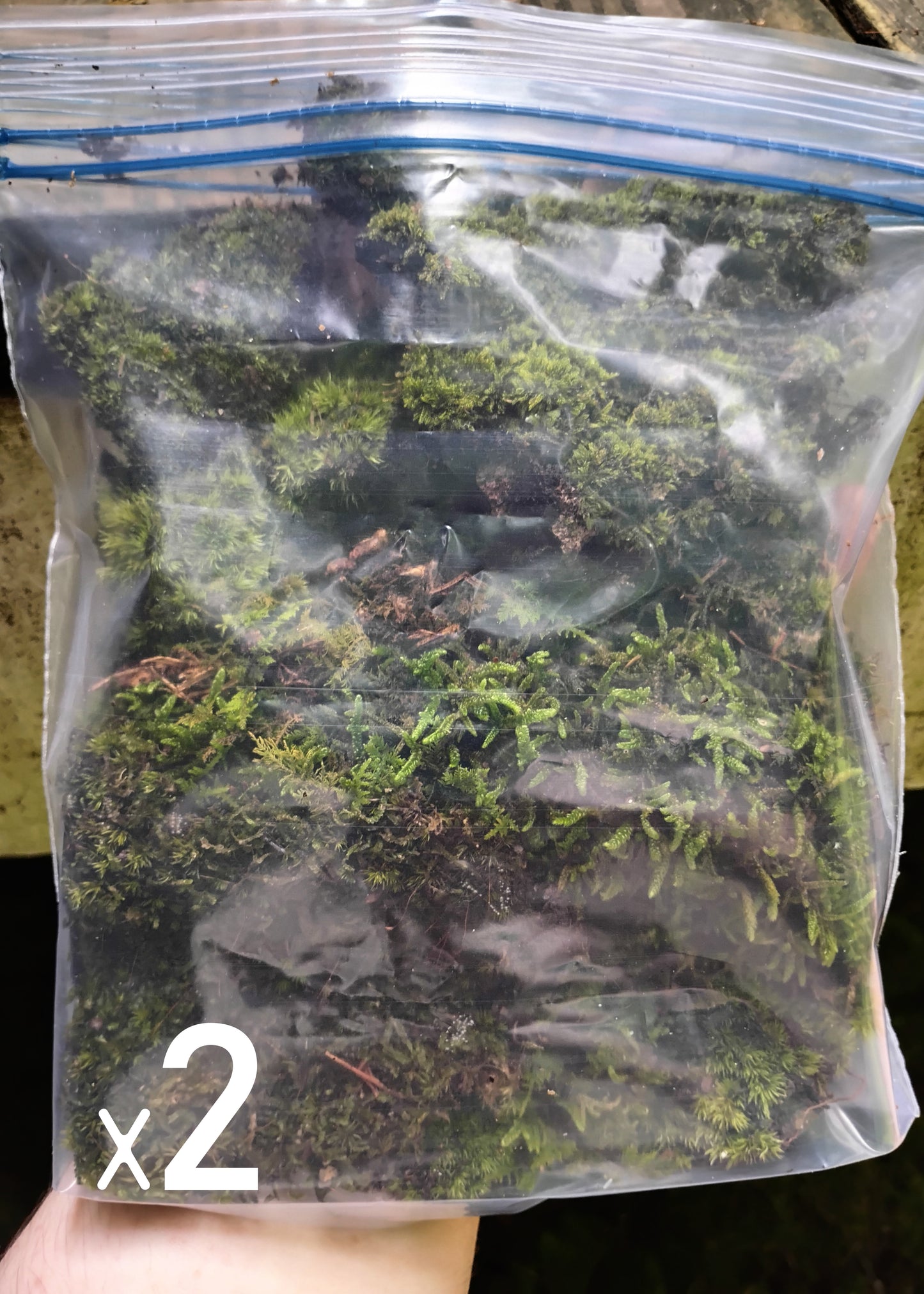 1 Square Foot of Mixed Live Moss, Perfect for Fairy Garden Projects