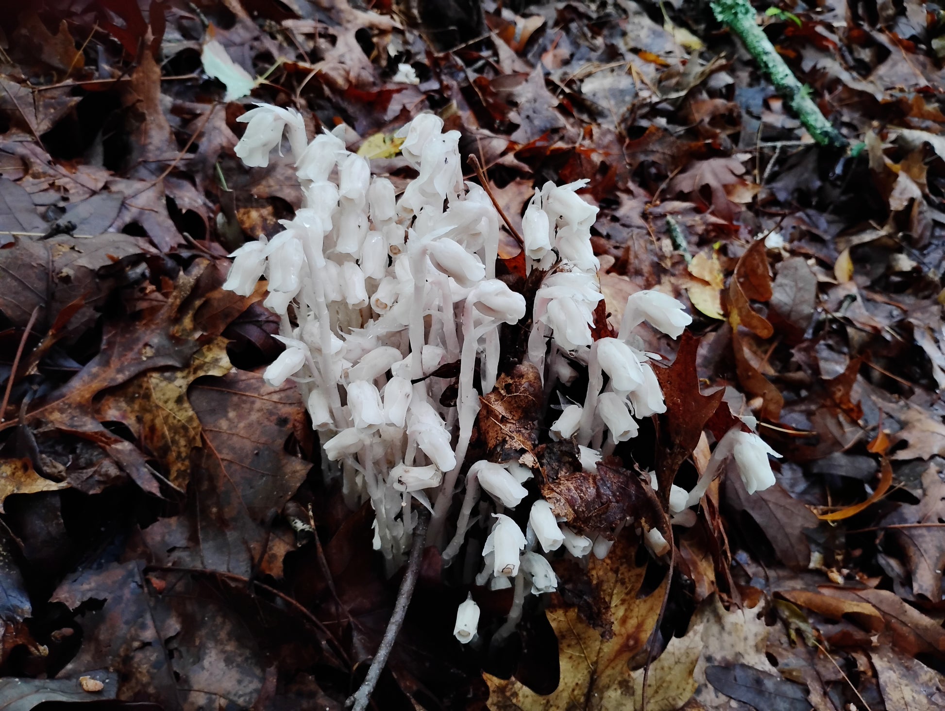 White Monotropa uniflora flowers growing up through brown leaf litter, with white stems