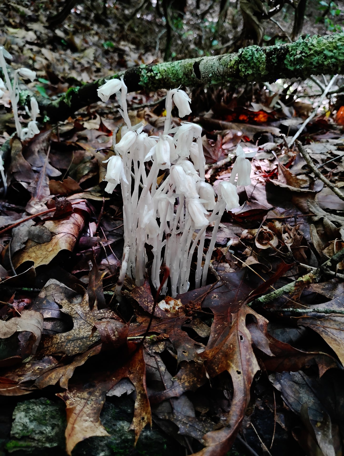 White ghost pipe plant growing among brown leaves on forest floor