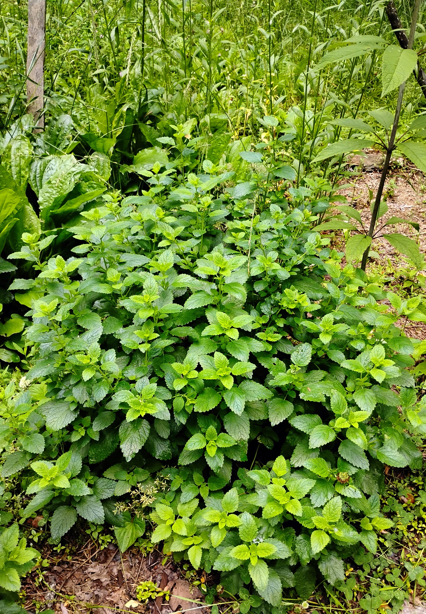 Dried Lemon Balm
