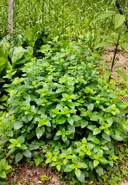 Dried Lemon Balm