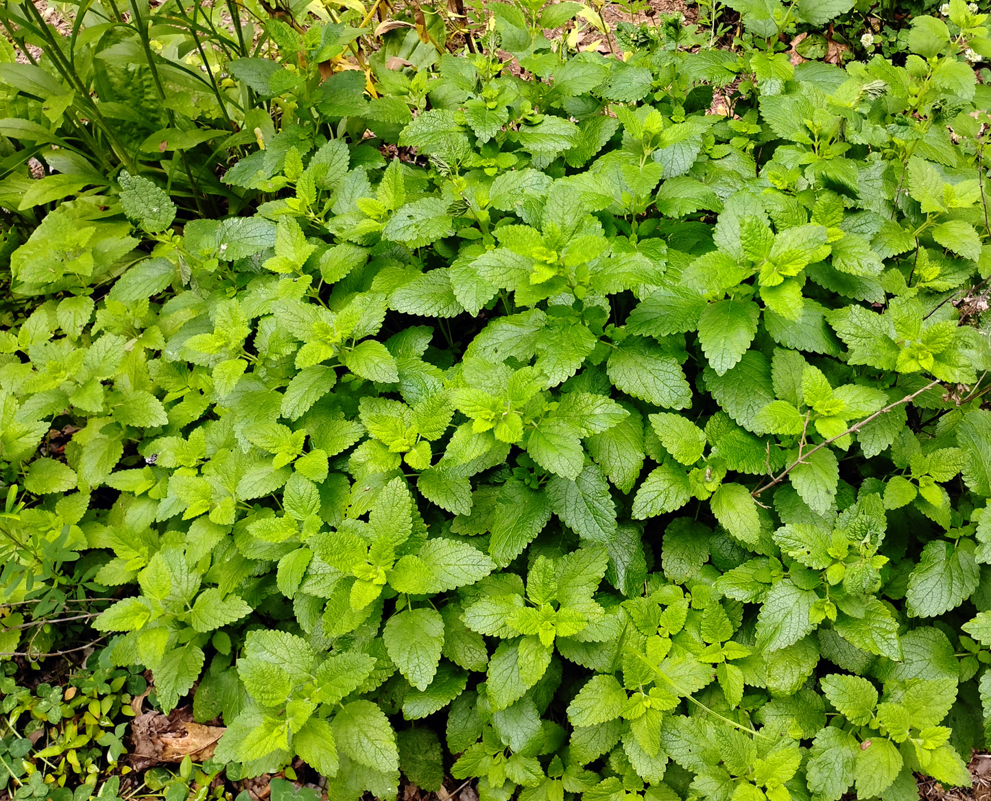 Dried Lemon Balm