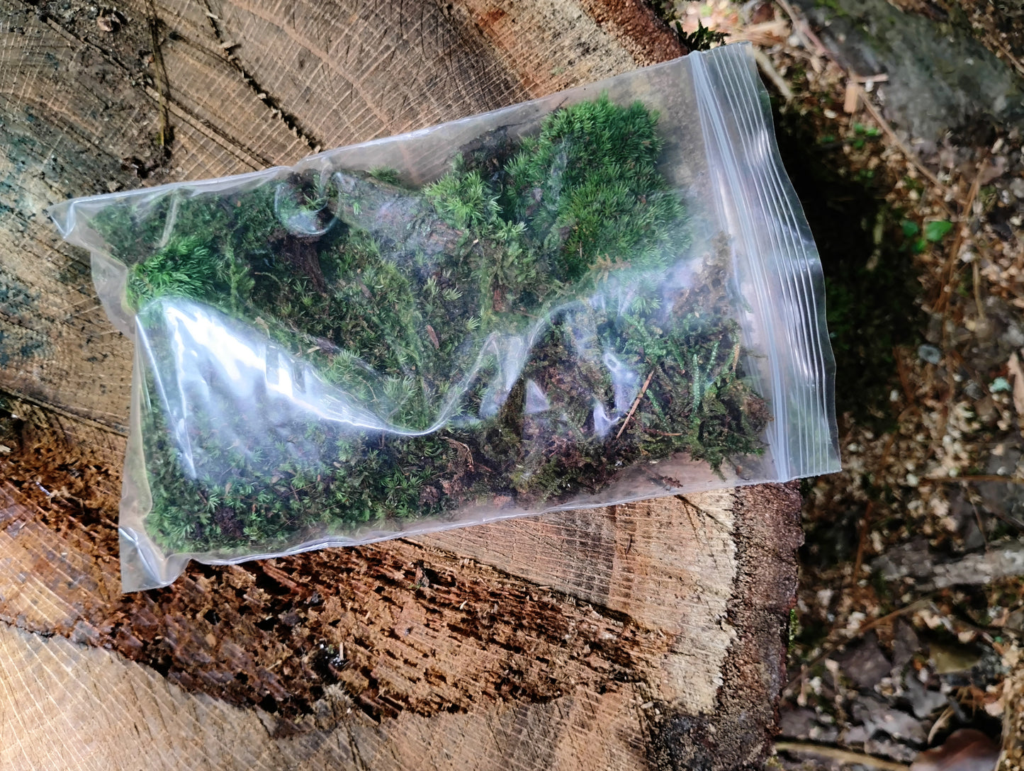 Moss sample in a clear plastic bag on a wooden surface