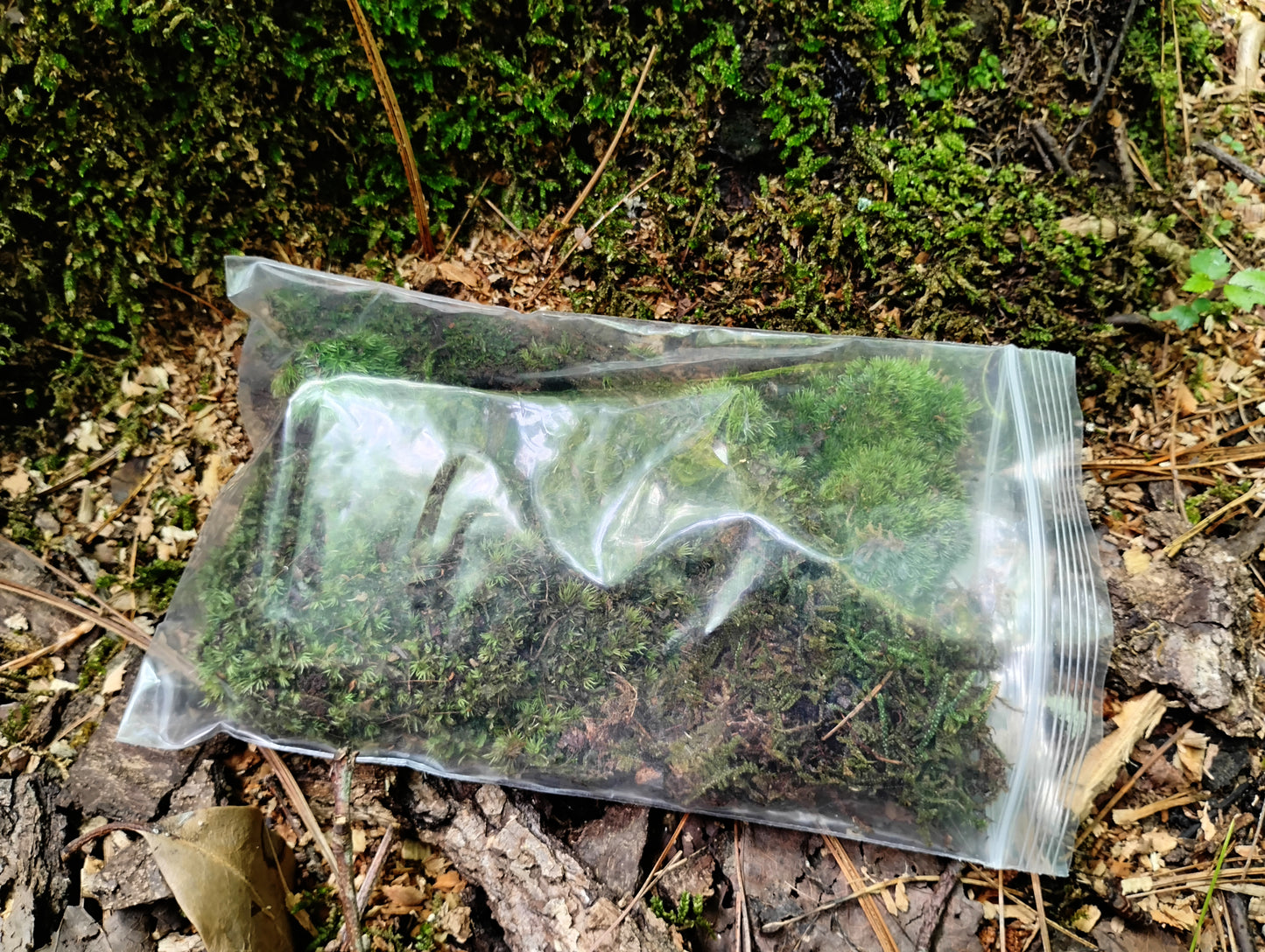 Moss sample in a clear plastic bag on a natural background