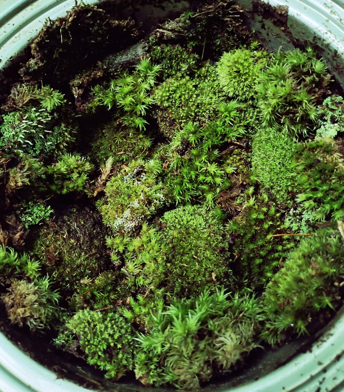 Hand-Harvested Fresh Live Moss for Terrariums and More