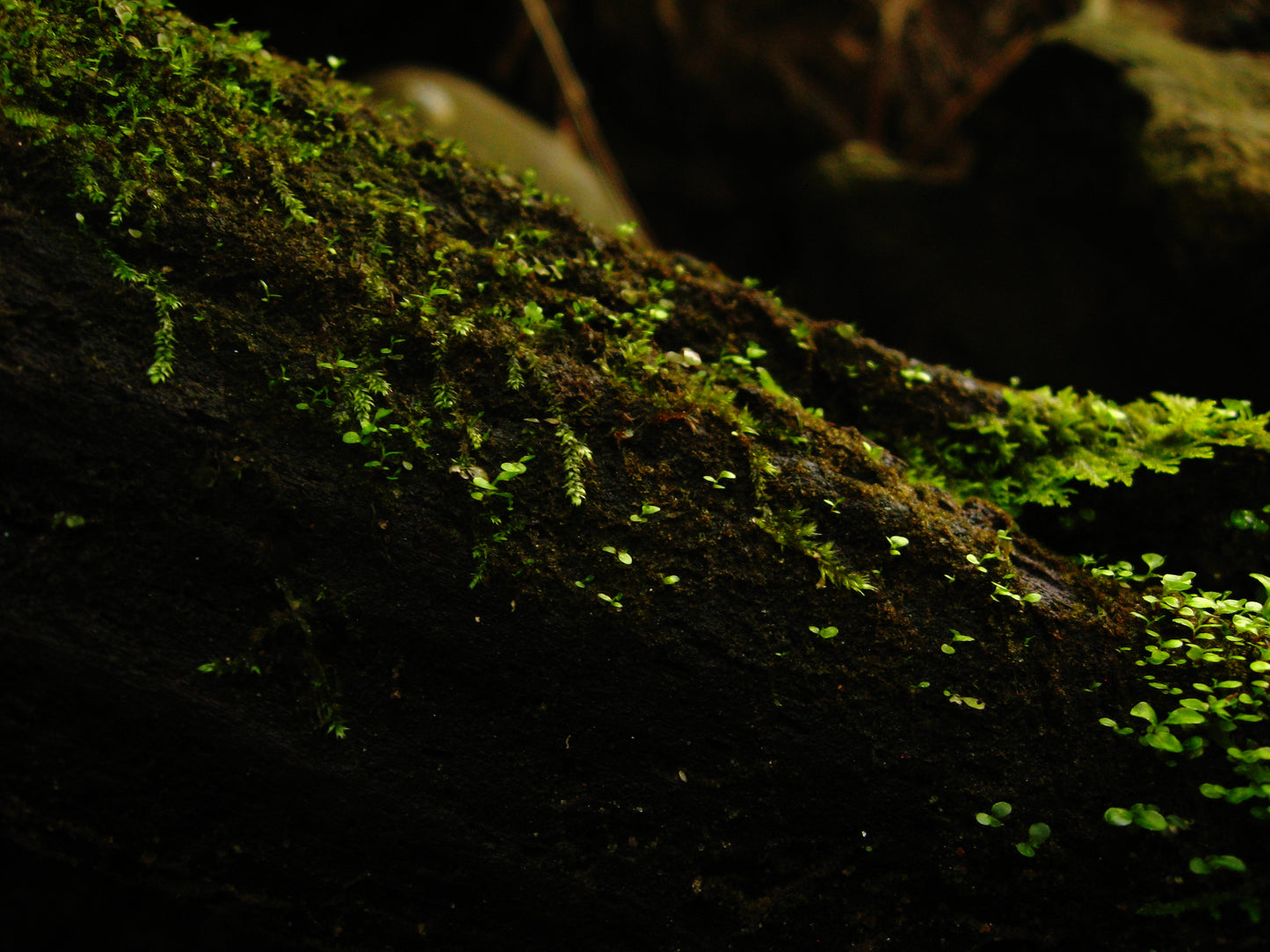Hand-Harvested Fresh Live Moss for Terrariums and More