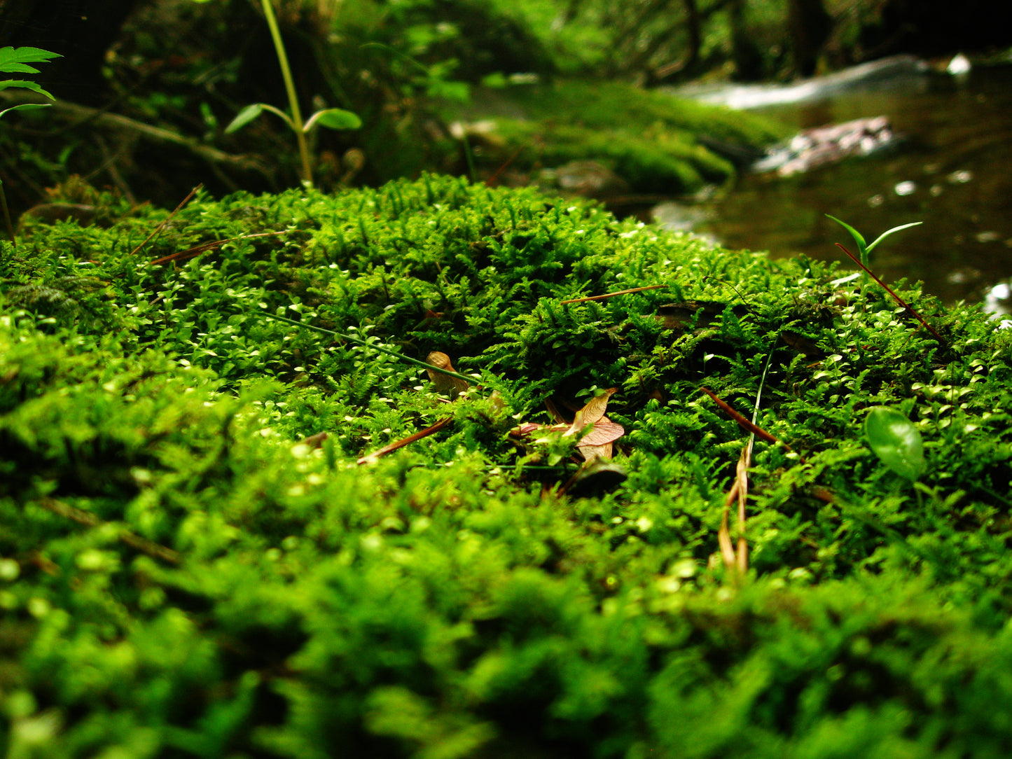Hand-Harvested Fresh Live Moss for Terrariums and More