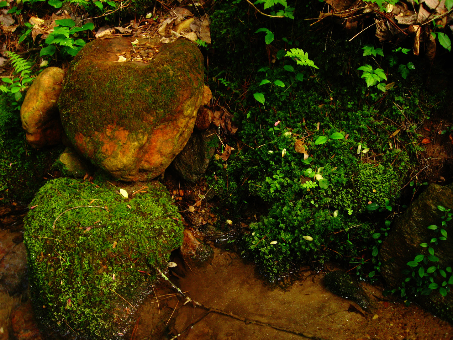 Hand-Harvested Fresh Live Moss for Terrariums and More