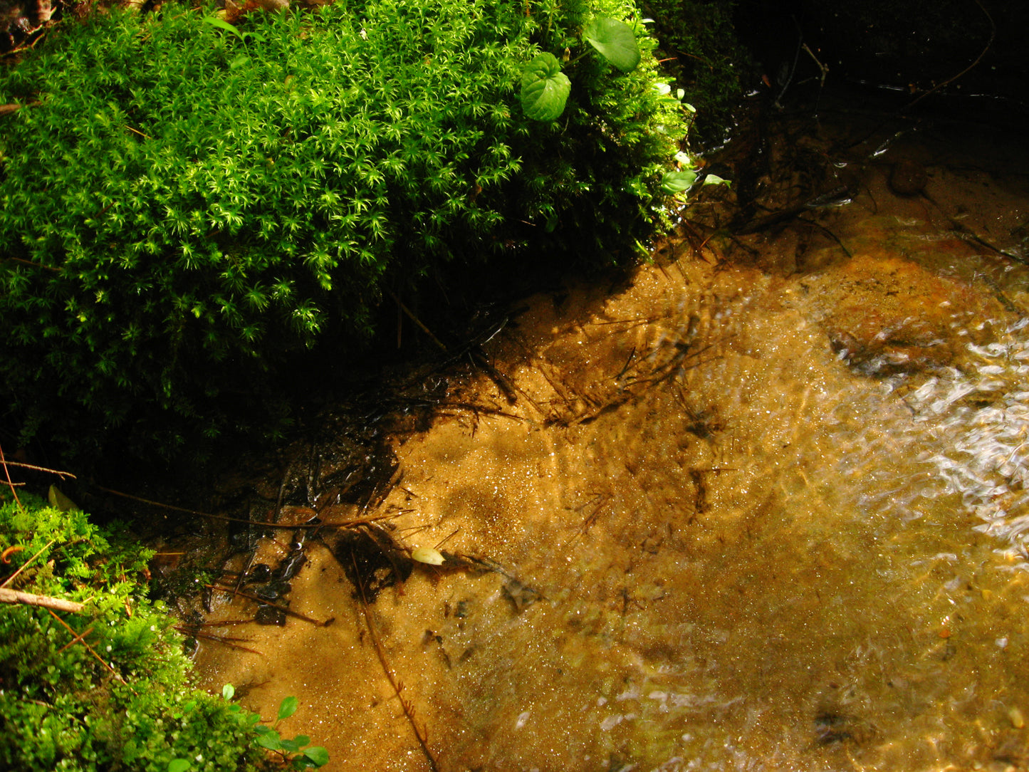 Hand-Harvested Fresh Live Moss for Terrariums and More