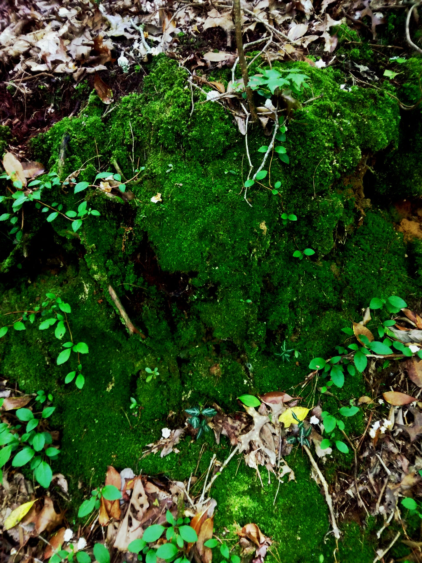 Hand-Harvested Fresh Live Moss for Terrariums and More