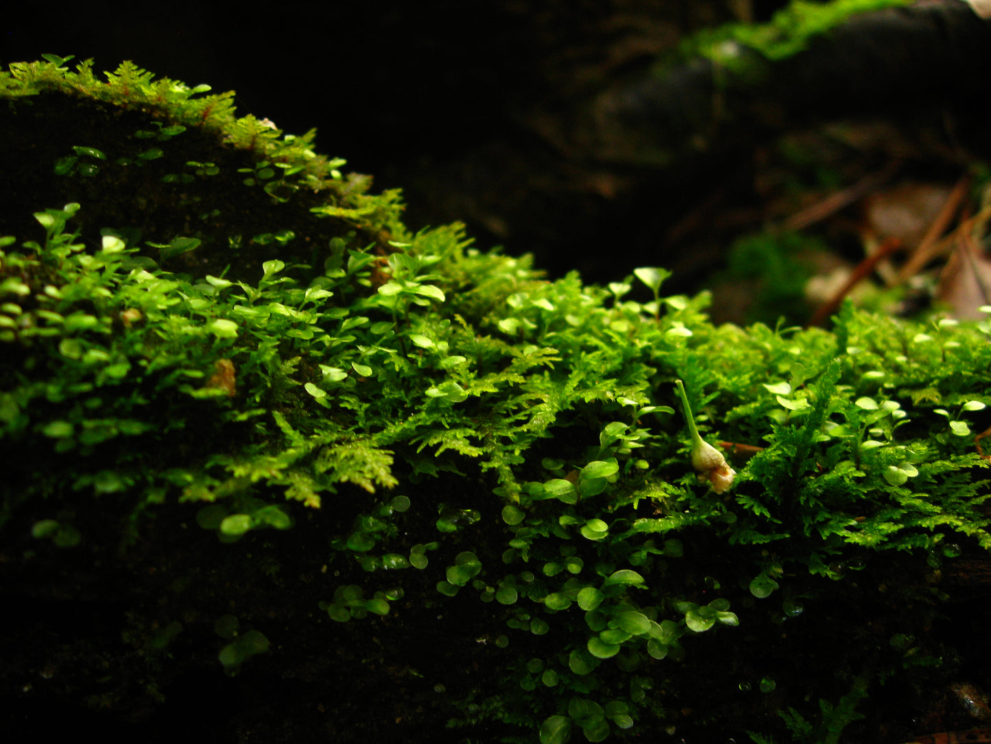 Hand-Harvested Fresh Live Moss for Terrariums and More