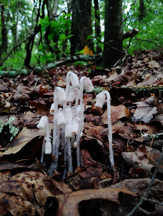 White Monotropa uniflora flowers growing up through brown leaf litter, with white stems