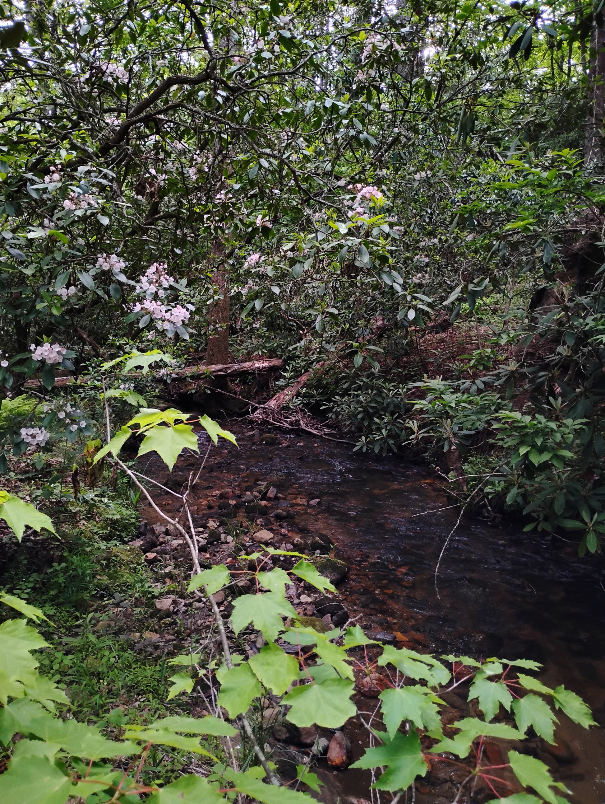 Stream flowing through a dense forest with green foliage and trees.